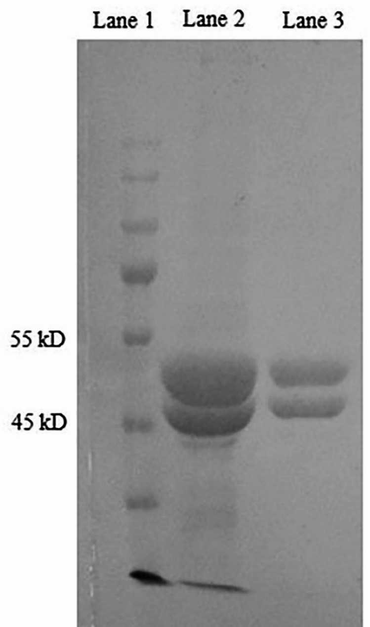 PMC12312531 – Fig1