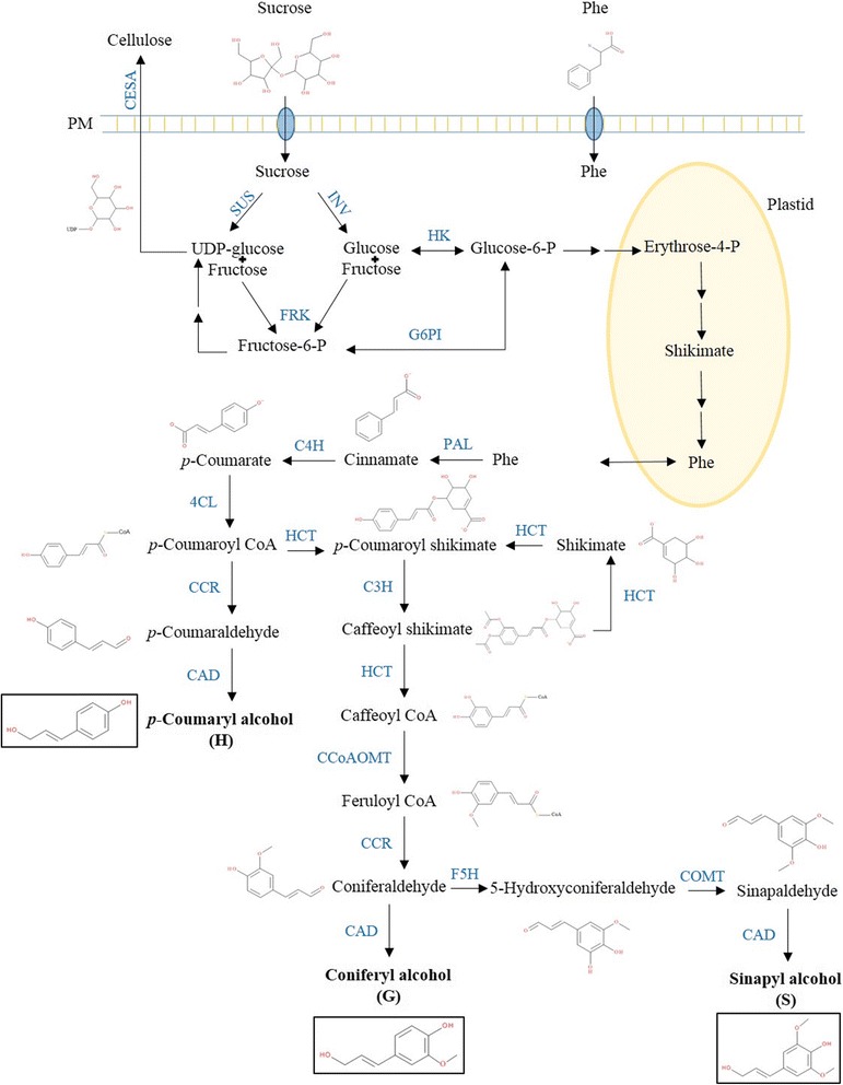 PMC5749015 – Fig1