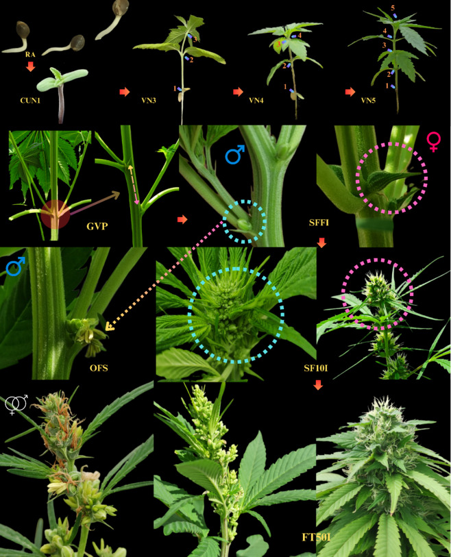 PMC10902964 – Fig9