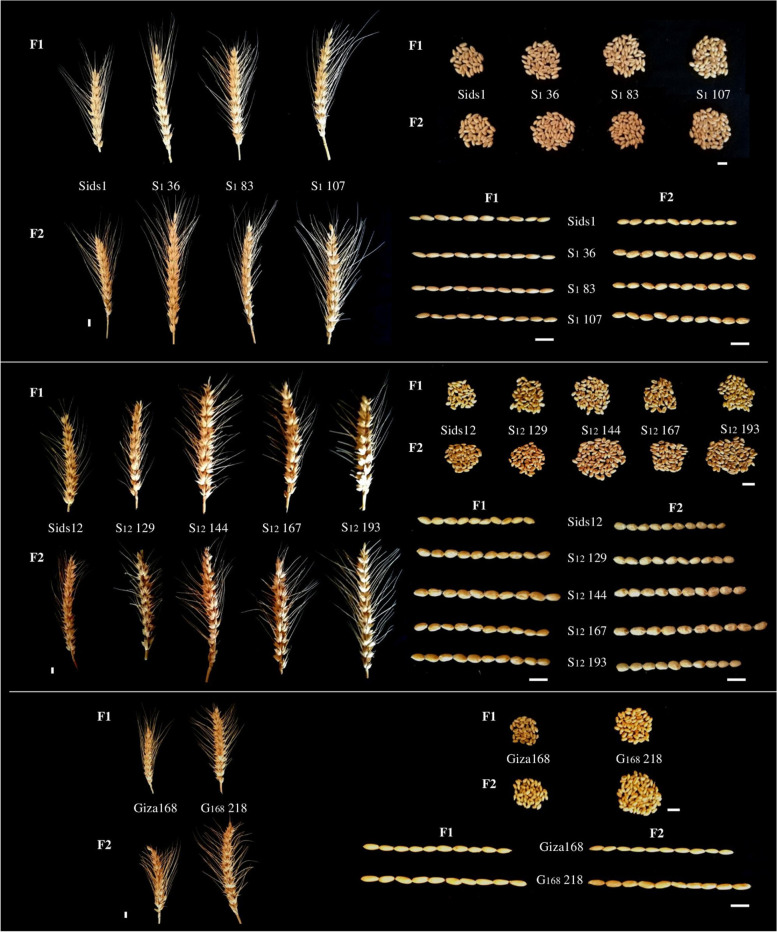 PMC11247860 – Fig1