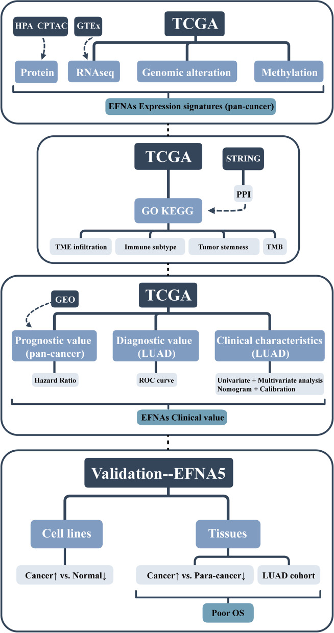 PMC9364540 – Fig9