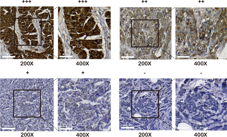 PMC10064539 – Fig15