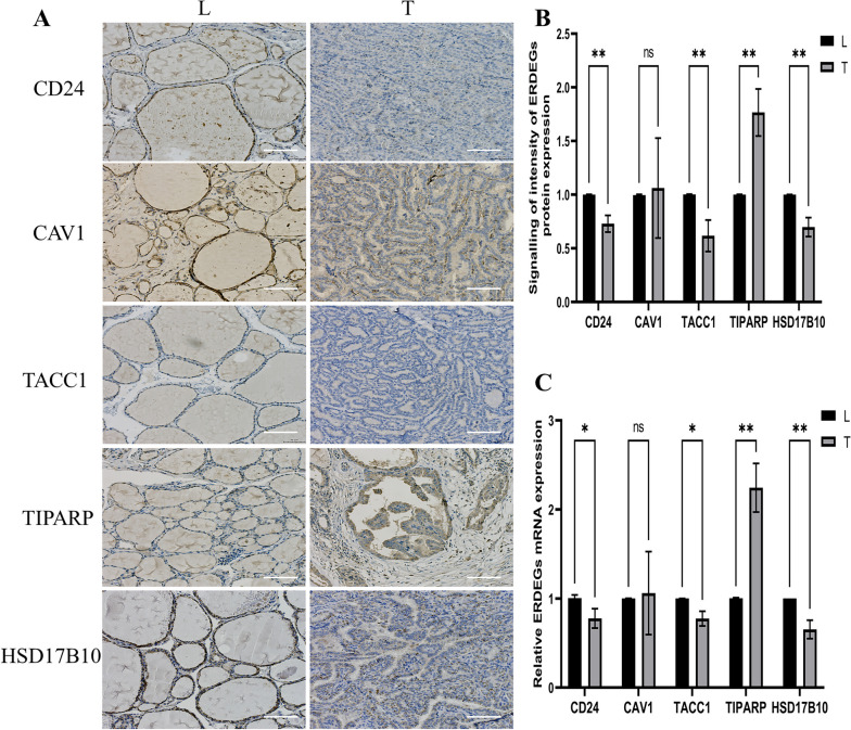 PMC10619281 – Fig11