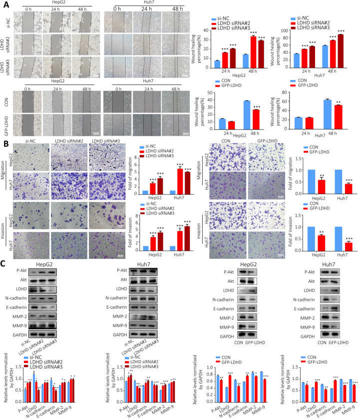 PMC10829303 – Fig11