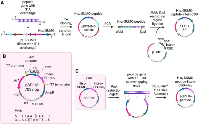 PMC10074672 – Fig1