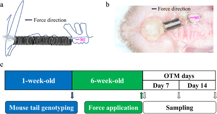 PMC10768142 – Fig1