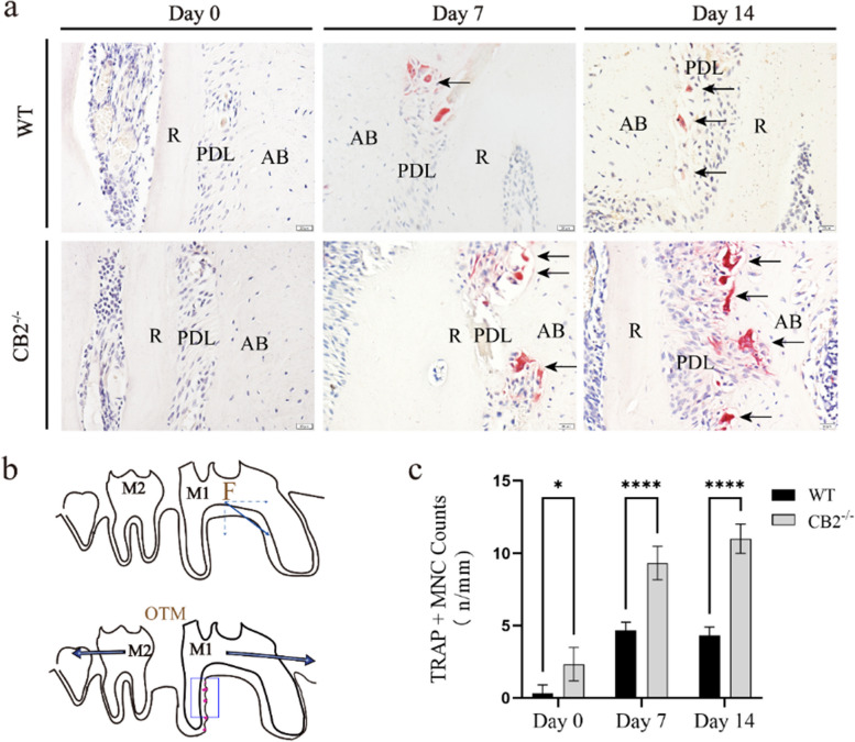 PMC10768142 – Fig4