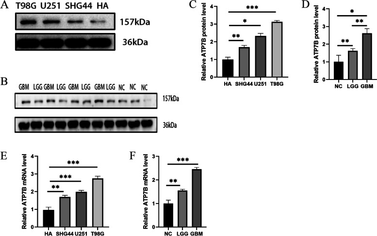 PMC10687837 – Fig10