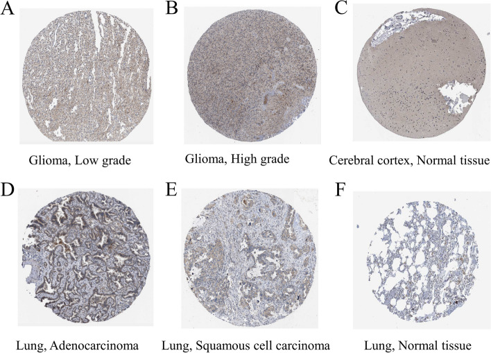 PMC10687837 – Fig9