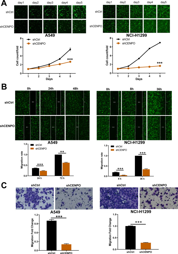 PMC10105544 – Fig13
