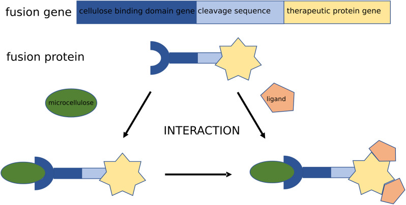 PMC10938831 – Fig1