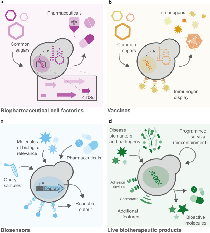 PMC11720383 – Fig1