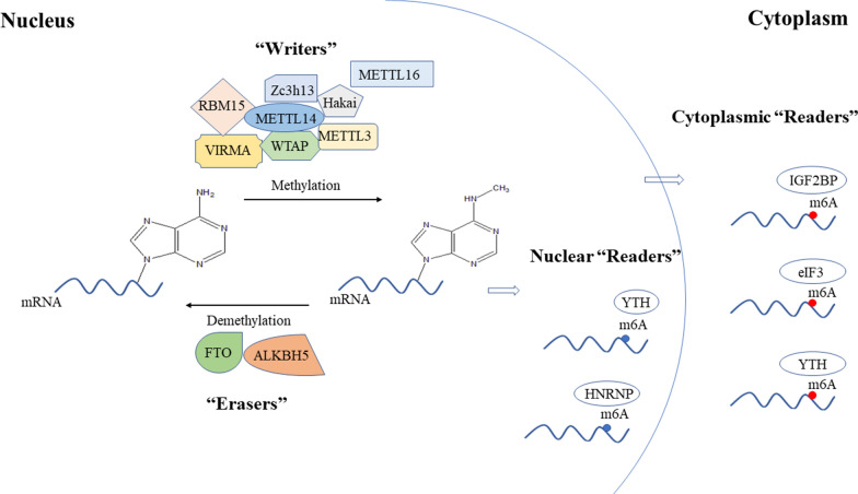 PMC7968318 – Fig1