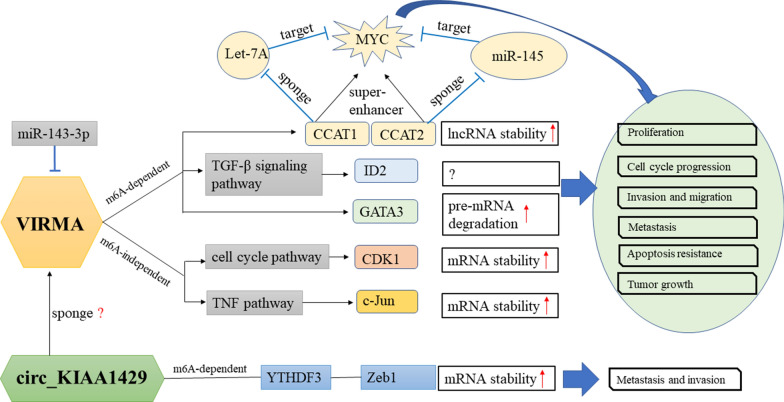 PMC7968318 – Fig4