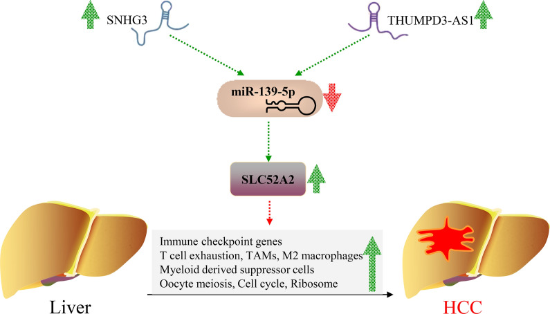 PMC8739691 – Fig9
