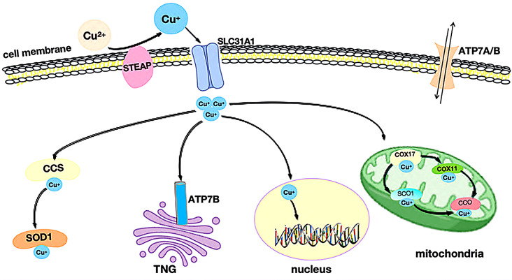 PMC11661134 – Fig2