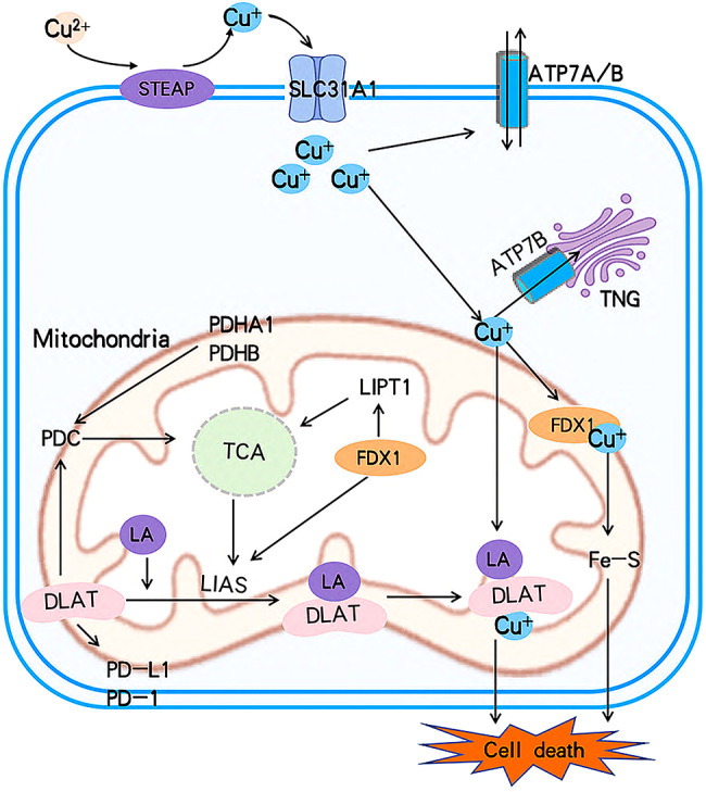 PMC11661134 – Fig3