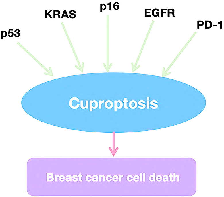PMC11661134 – Fig4