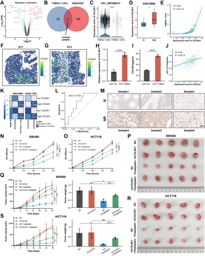 PMC11681647 – Fig4