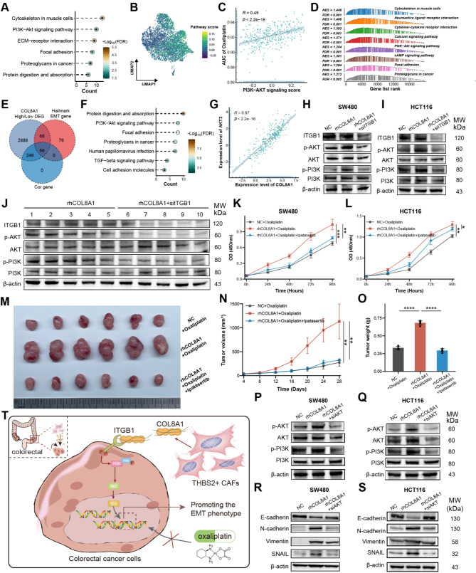 PMC11681647 – Fig7