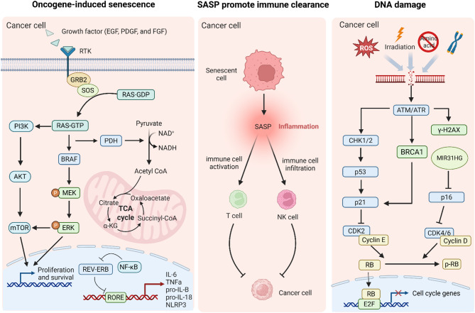 PMC12333312 – Fig1