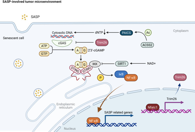 PMC12333312 – Fig2