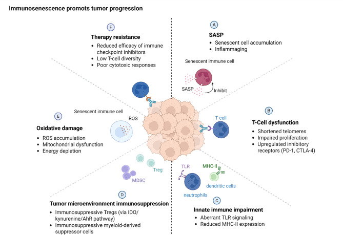 PMC12333312 – Fig4