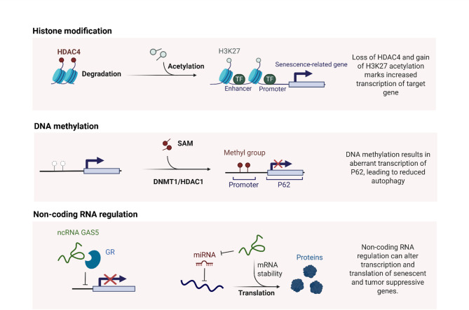 PMC12333312 – Fig5