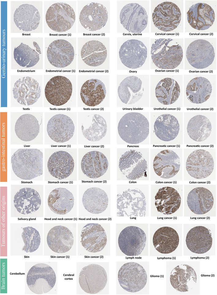 PMC10523704 – Fig2