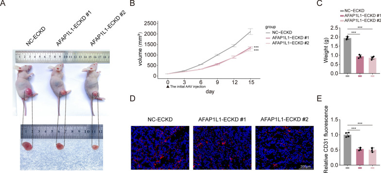 PMC10515434 – Fig6