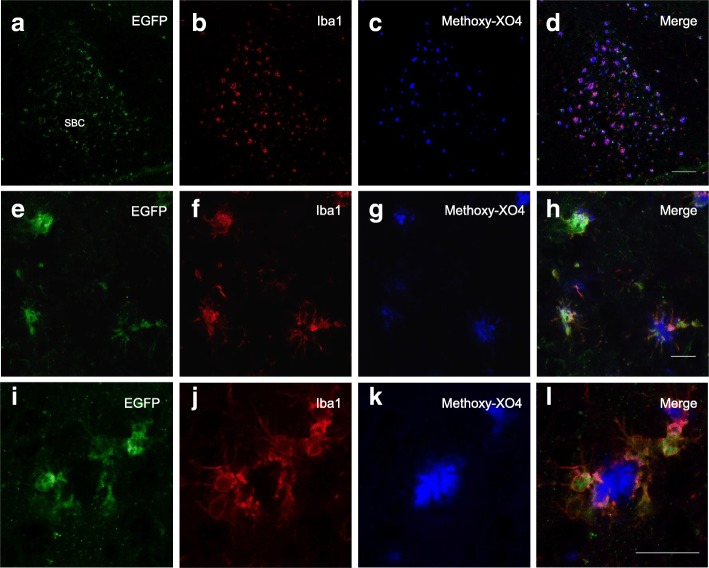 PMC5968596 – Fig4