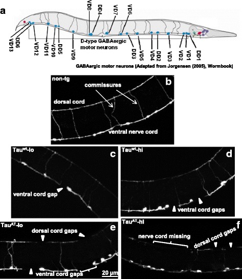 PMC4847334 – Fig2