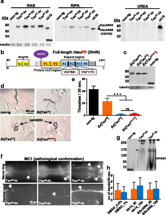 PMC4847334 – Fig8
