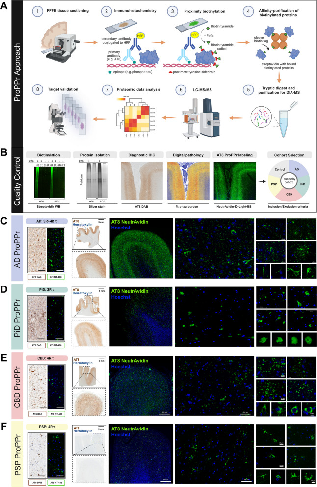 PMC11905455 – Fig2
