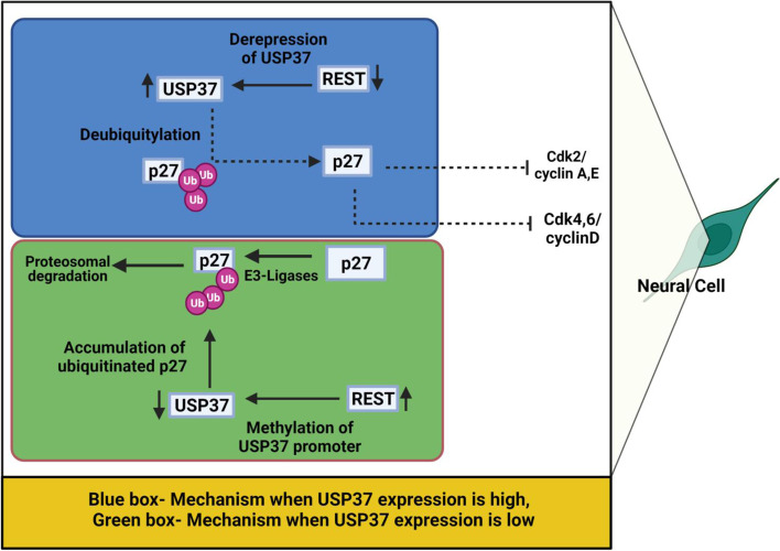 PMC8579576 – Fig4
