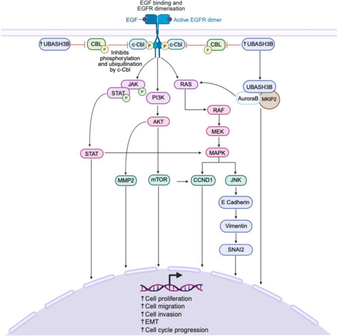 PMC12398026 – Fig4