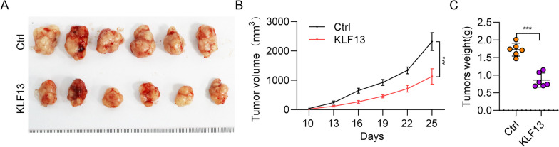 PMC10565980 – Fig4