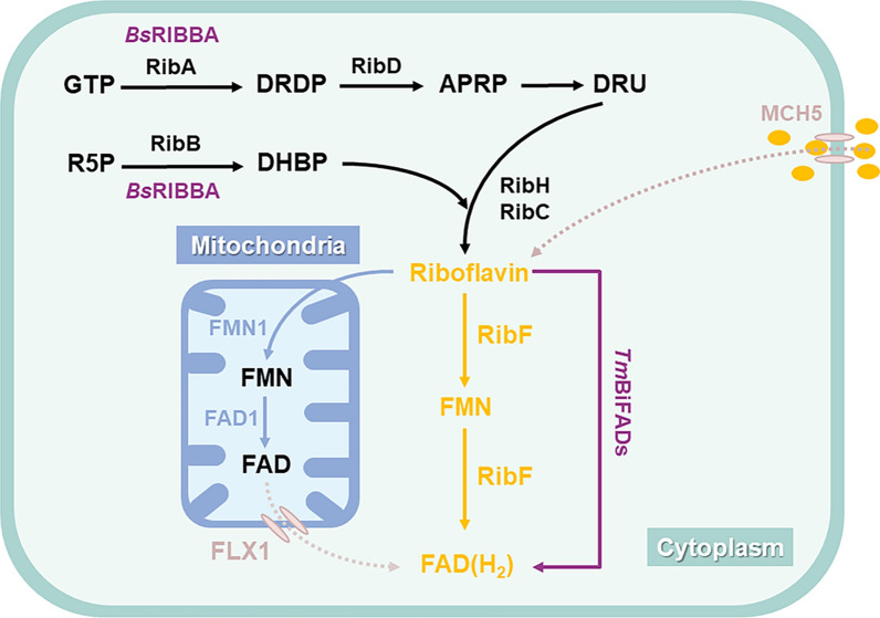 PMC10958861 – Fig3