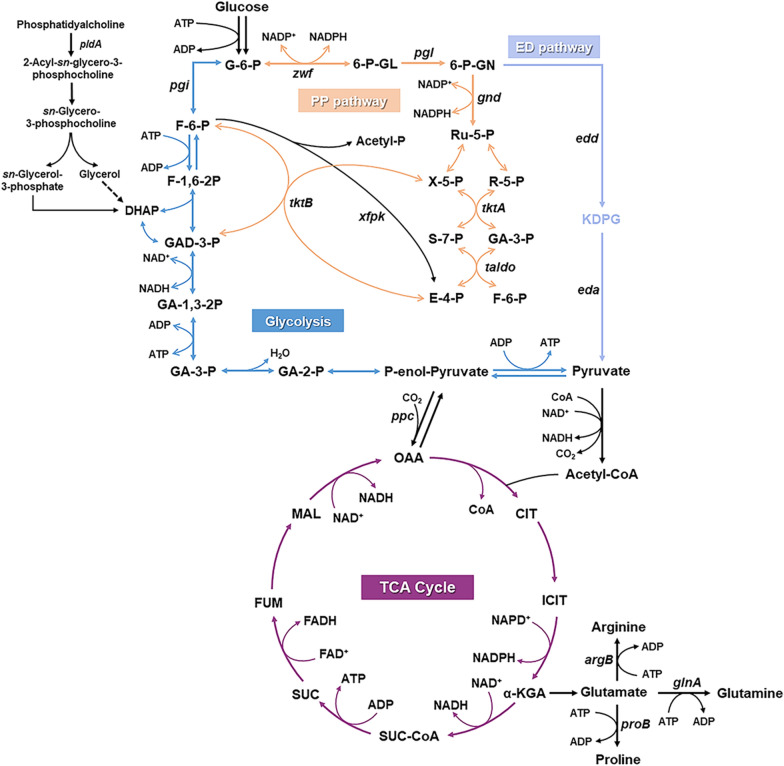 PMC10958861 – Fig4