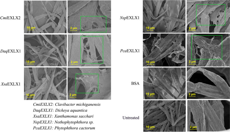PMC11040781 – Fig4