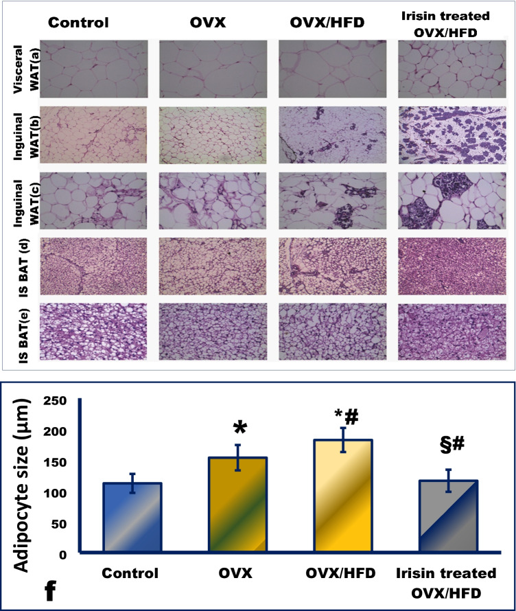 PMC9684260 – Fig3