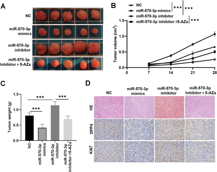 PMC11184720 – Fig7