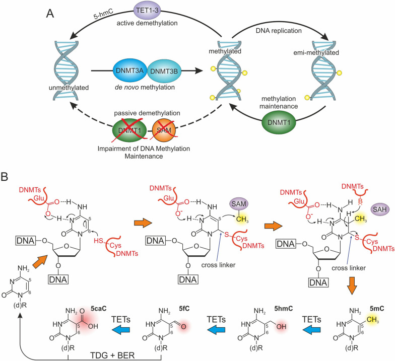 PMC12054201 – Fig1