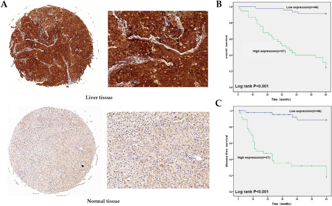 PMC12436671 – Fig6