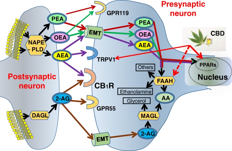 PMC6354384 – Fig5