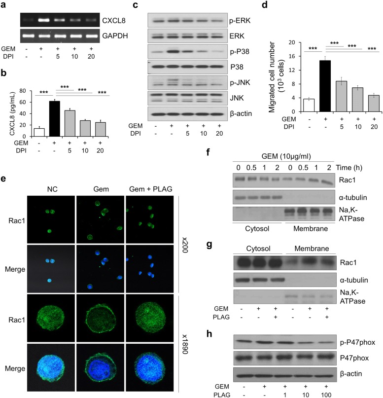 PMC6317242 – Fig4