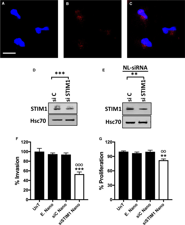 PMC8316191 – Fig6
