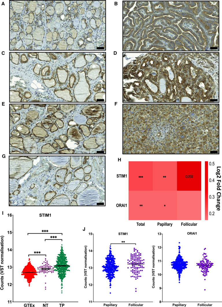 PMC8316191 – Fig8