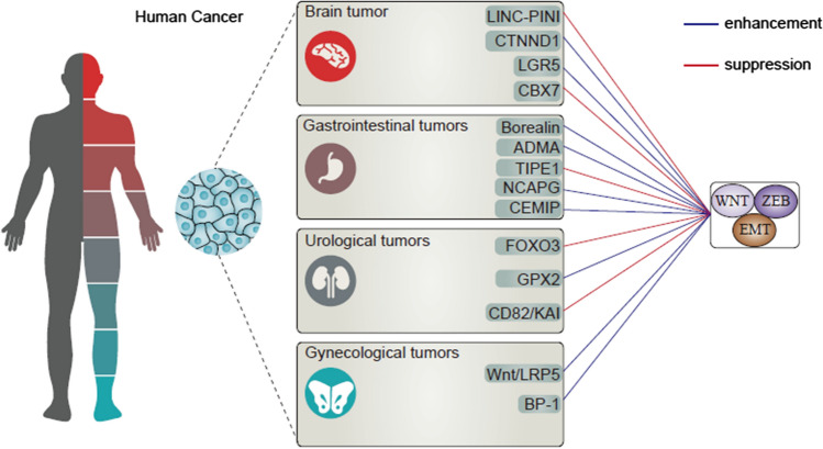 PMC10857981 – Fig2