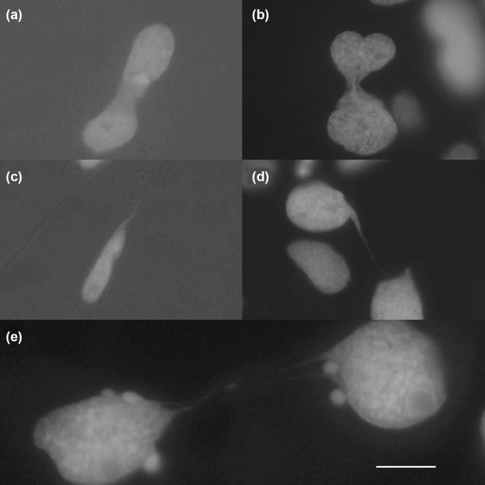 PMC7415759 – Fig2